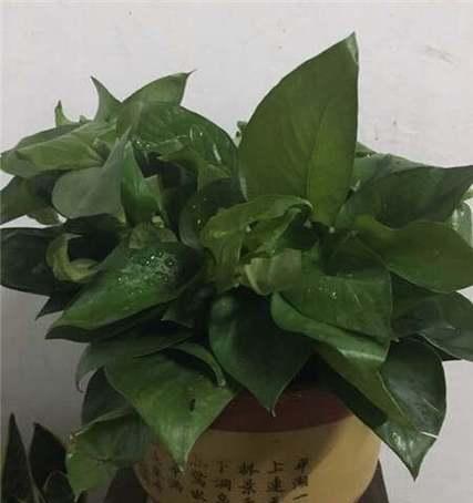 大绿萝的养殖方法与注意事项（掌握这些技巧，让你的大绿萝生机勃勃）-第3张图片-绿意生活