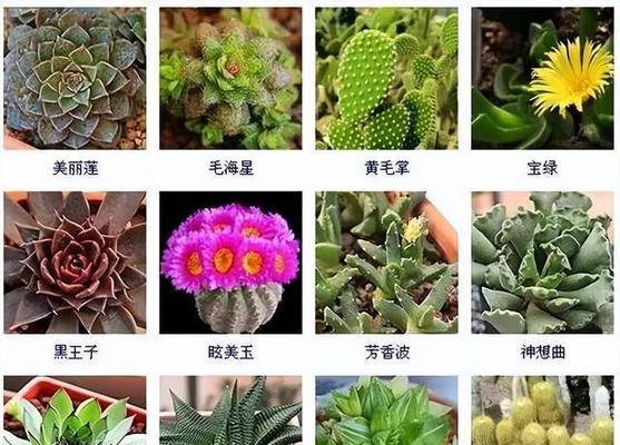 景天类多肉植物——醉人的多彩世界（探秘景天类多肉植物的奥秘）-第2张图片-绿意生活