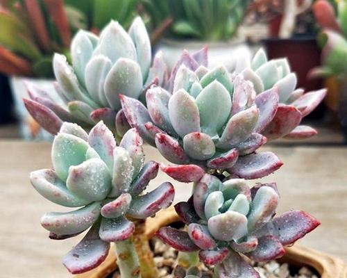 景天类多肉植物——醉人的多彩世界（探秘景天类多肉植物的奥秘）-第3张图片-绿意生活