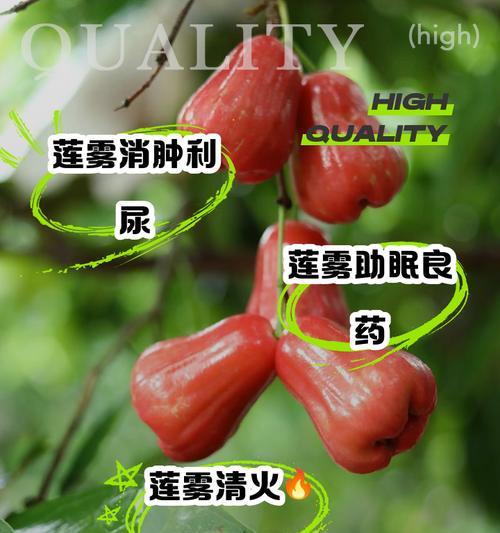 选购莲雾，这些品种最值得尝试！（了解不同品种的特点，选到最适合自己的口感）-第1张图片-绿意生活