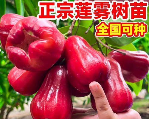 选购莲雾，这些品种最值得尝试！（了解不同品种的特点，选到最适合自己的口感）-第3张图片-绿意生活