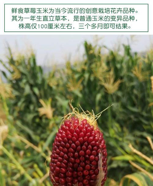 草莓种子的种植全攻略（种植时间、方法及注意事项）-第2张图片-绿意生活