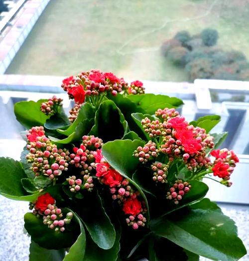 如何应对长寿花被冻的情况（冬季保护长寿花的方法及注意事项）-第1张图片-绿意生活