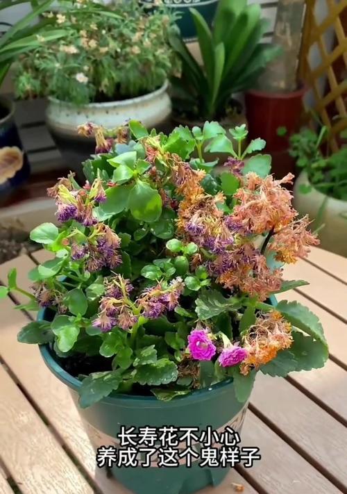 如何应对长寿花被冻的情况（冬季保护长寿花的方法及注意事项）-第3张图片-绿意生活