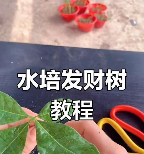 以水培发财树如何养护？（轻松养活它，带来财运！）-第3张图片-绿意生活