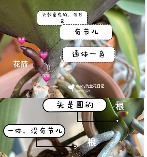 探究花的根长出的方法与技巧（培养花卉健康生长的关键）-第2张图片-绿意生活