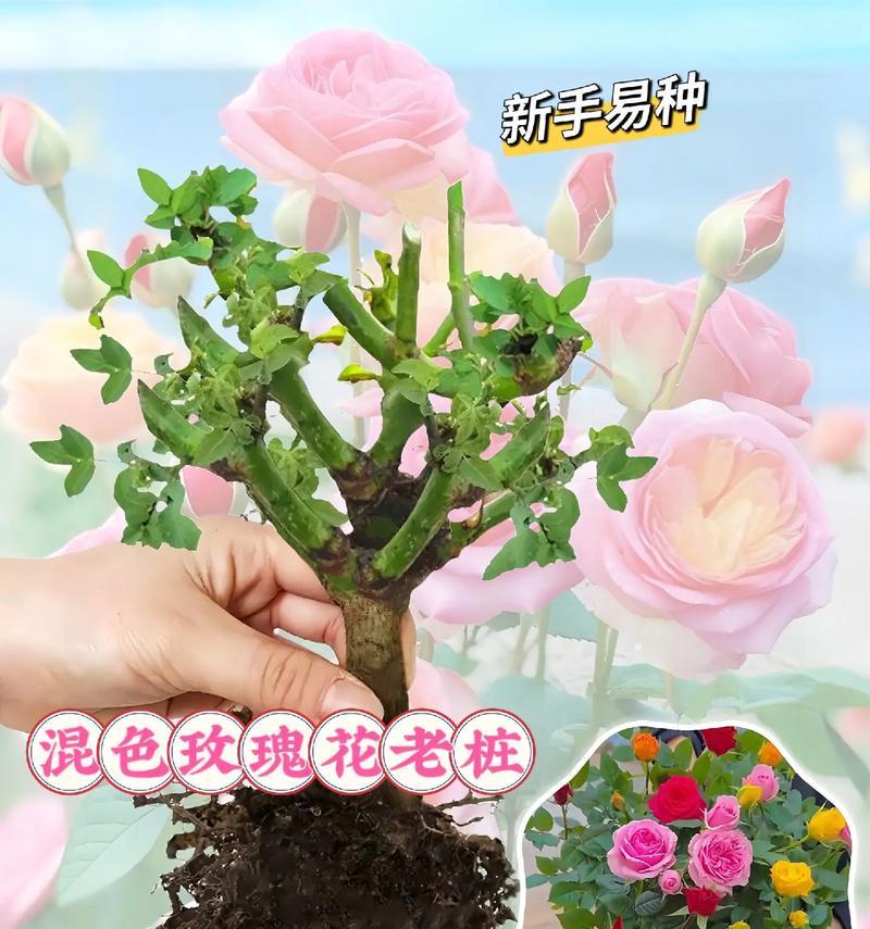 探究花的根长出的方法与技巧（培养花卉健康生长的关键）-第3张图片-绿意生活