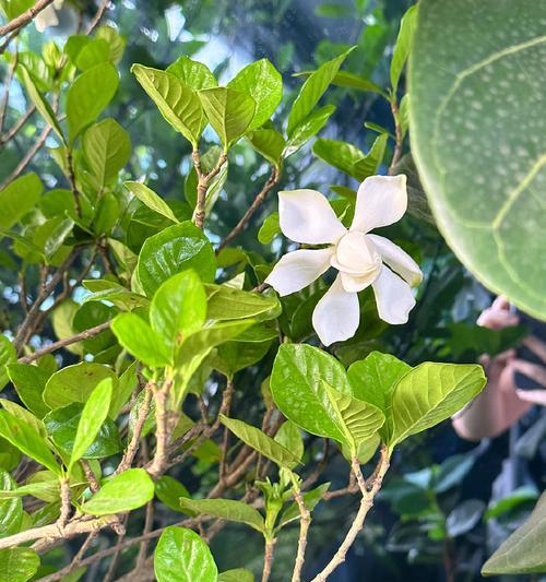 栀子花一半开不开机怎么办？（教你解决栀子花开机问题的方法）-第3张图片-绿意生活