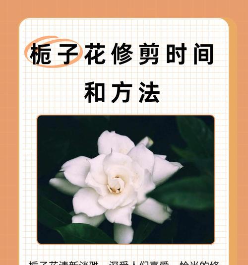 栀子花一半开不开机怎么办？（教你解决栀子花开机问题的方法）-第2张图片-绿意生活