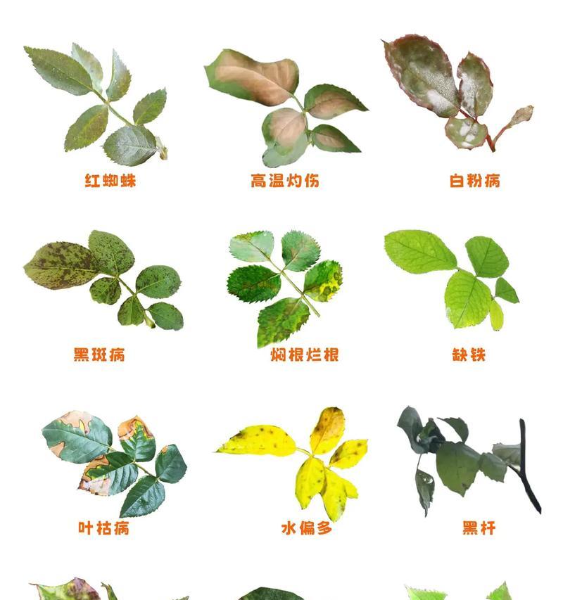 月季烂根的危害与防治措施（揭秘月季烂根的成因及救治良策）-第1张图片-绿意生活