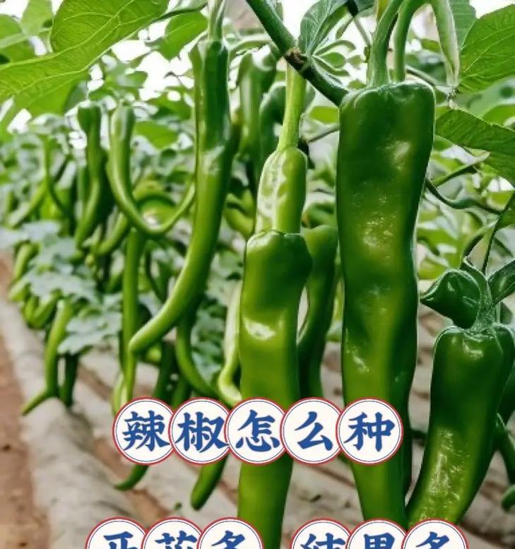 辣椒的开花结果时间及注意事项（掌握辣椒的生长规律，让丰收不再难）-第2张图片-绿意生活