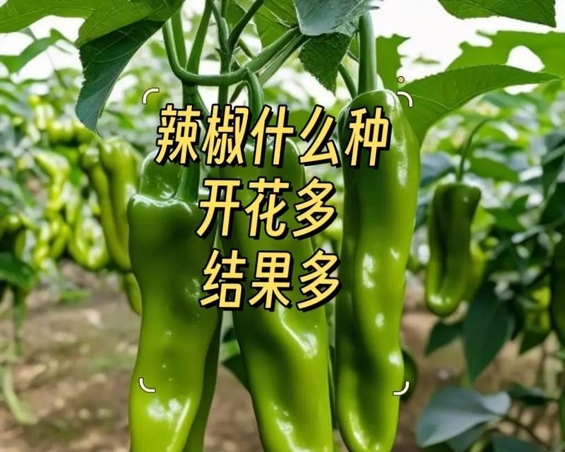 辣椒的开花结果时间及注意事项（掌握辣椒的生长规律，让丰收不再难）-第1张图片-绿意生活