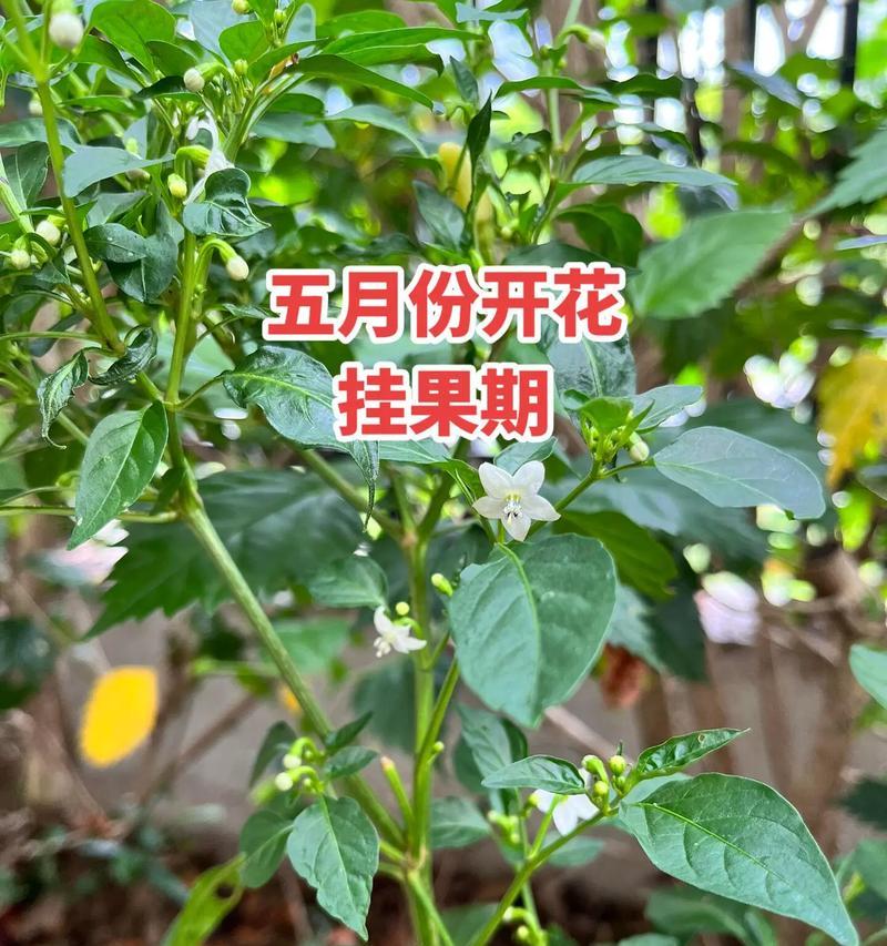 辣椒的开花结果时间及注意事项（掌握辣椒的生长规律，让丰收不再难）-第3张图片-绿意生活