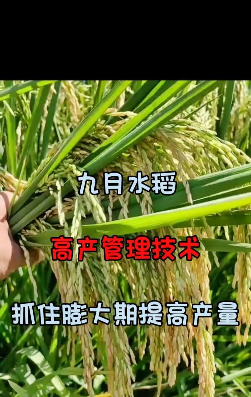 水稻成熟期相关知识（了解水稻成熟时间，提高稻谷产量）-第2张图片-绿意生活