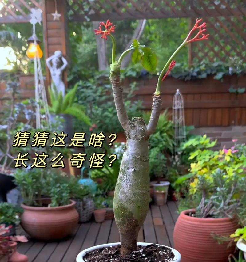 如何处理丽格海棠烂根问题（解决丽格海棠烂根的有效方法与技巧）-第3张图片-绿意生活