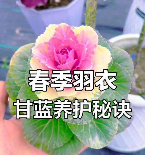 如何科学地浇水甘蓝-第2张图片-绿意生活