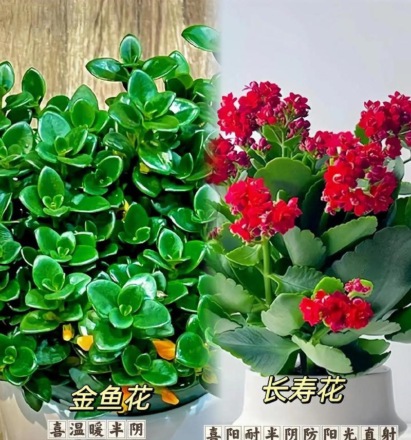 秋季园林植物养护指南——如何选择适合秋季养的花草植物？-第2张图片-绿意生活