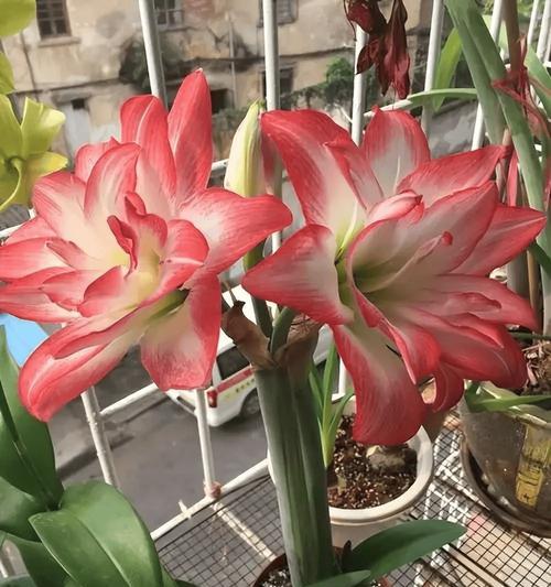 秋季园林植物养护指南——如何选择适合秋季养的花草植物？-第1张图片-绿意生活
