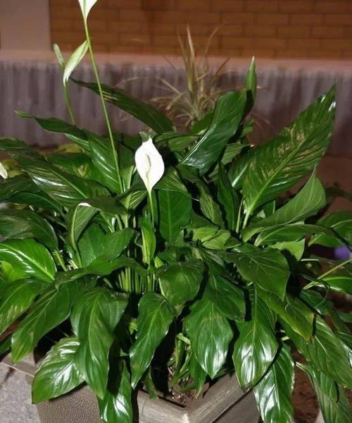 秋季园林植物养护指南——如何选择适合秋季养的花草植物？-第3张图片-绿意生活