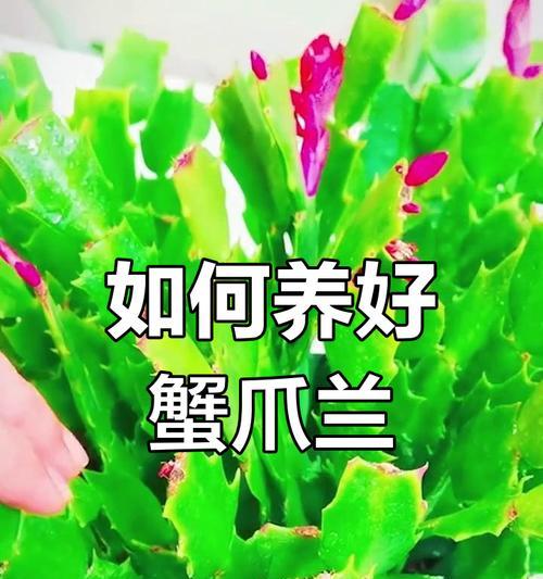 蟹爪兰养护指南（轻松掌握蟹爪兰的养殖技巧）-第3张图片-绿意生活