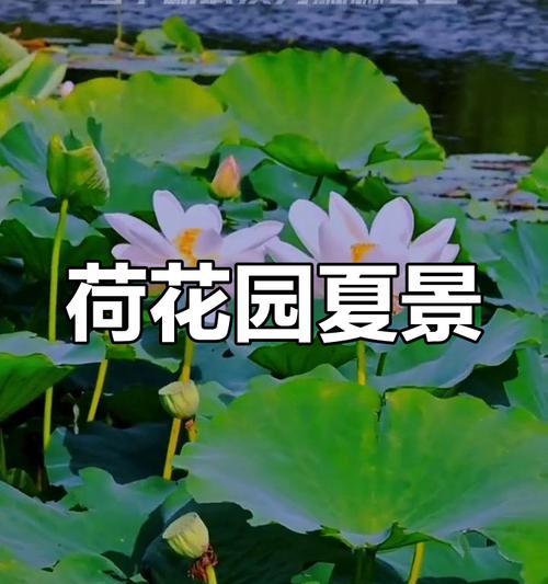 夏天之约（夏日阳光下的荷花世界）-第2张图片-绿意生活