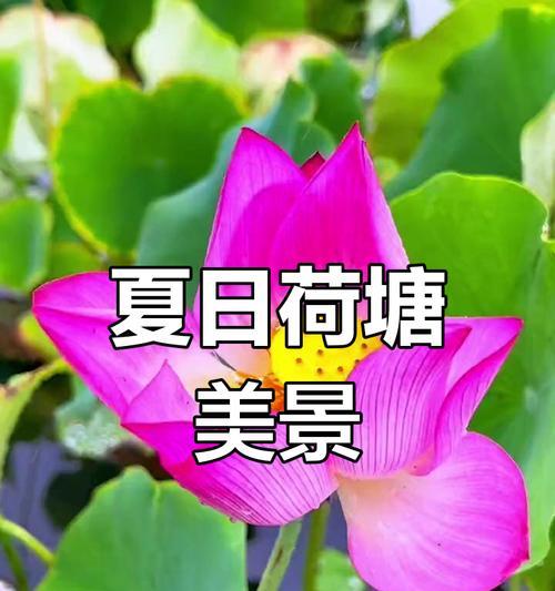 夏天之约（夏日阳光下的荷花世界）-第1张图片-绿意生活