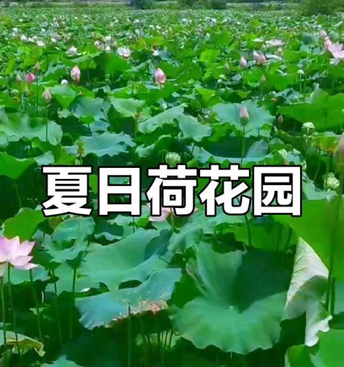 夏天之约（夏日阳光下的荷花世界）-第3张图片-绿意生活
