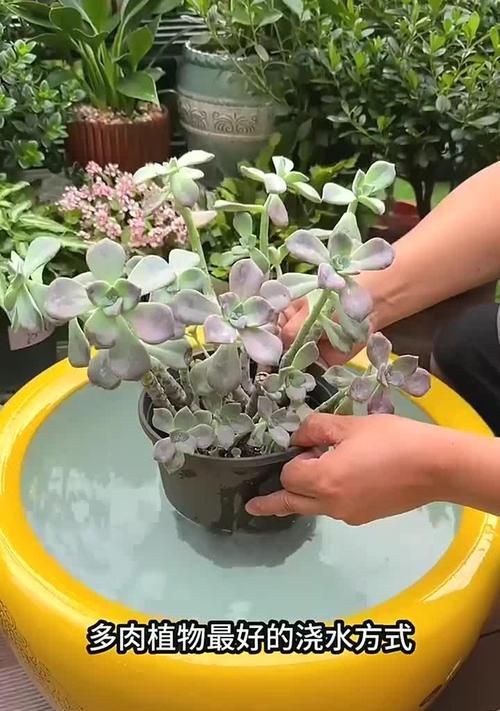 水里扦插多肉发芽的后续护理与处理（培育多肉新苗的关键步骤及技巧）-第1张图片-绿意生活