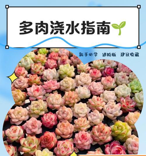 水里扦插多肉发芽的后续护理与处理（培育多肉新苗的关键步骤及技巧）-第2张图片-绿意生活