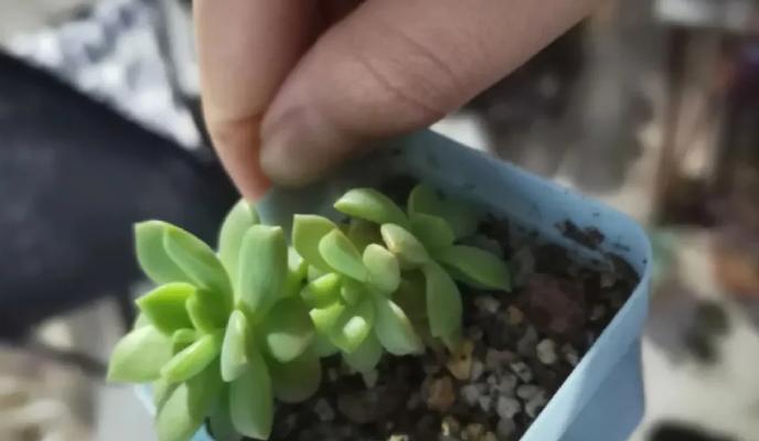 水里扦插多肉发芽的后续护理与处理（培育多肉新苗的关键步骤及技巧）-第3张图片-绿意生活