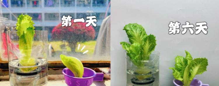 含笑水培全攻略（水培养殖方法和注意事项，轻松打造满满含笑花海）-第2张图片-绿意生活