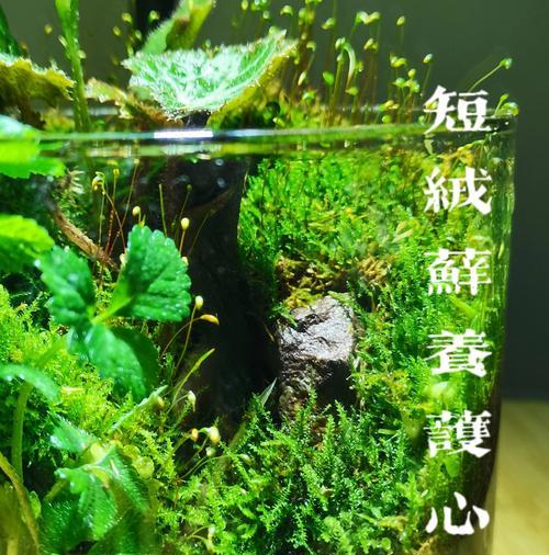 如何解决花盆过湿的问题（有效应对盆土过湿情况，保护花卉健康生长）-第3张图片-绿意生活