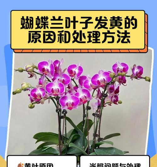 应对兰草黄叶尖的措施（如何有效防治兰草黄叶尖问题）-第1张图片-绿意生活
