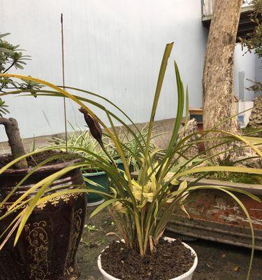 应对兰草黄叶尖的措施（如何有效防治兰草黄叶尖问题）-第3张图片-绿意生活