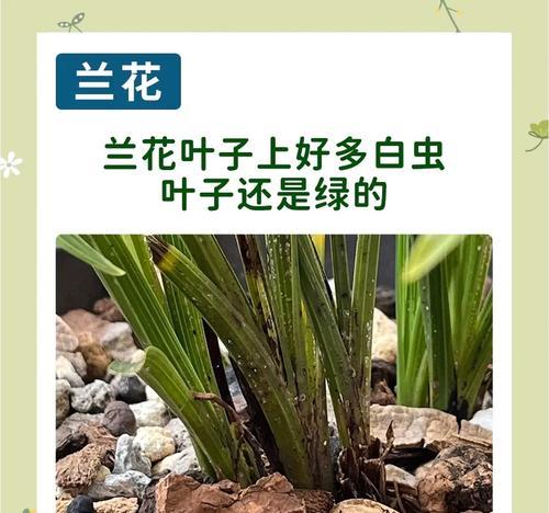 应对兰草黄叶尖的措施（如何有效防治兰草黄叶尖问题）-第2张图片-绿意生活