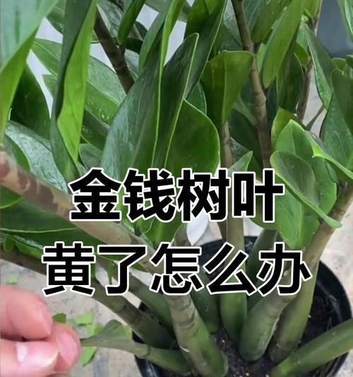 金钱树黄叶问题解决方法（保养技巧让你的金钱树长青）-第1张图片-绿意生活