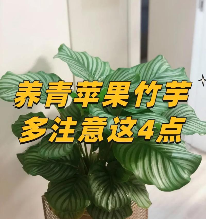双线竹芋繁殖的方法与技巧（掌握关键诀窍，轻松繁衍双线竹芋）-第1张图片-绿意生活