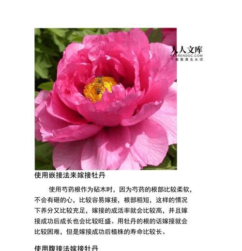 以牡丹花为主题的彩色嫁接之美（探索牡丹花的嫁接技术，打造多彩花海）-第1张图片-绿意生活