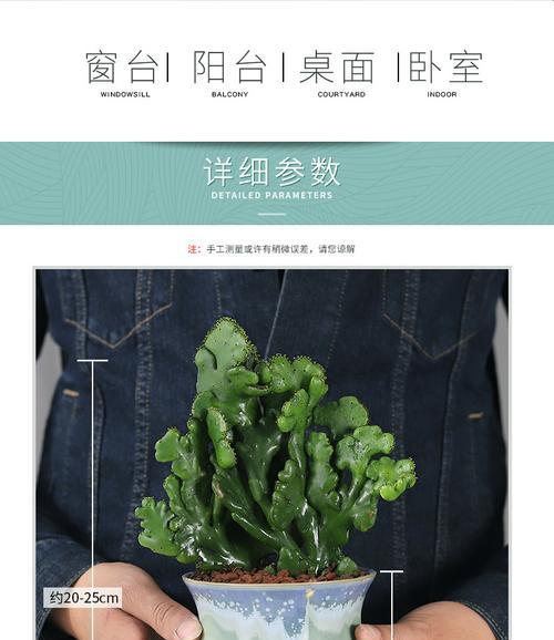 珊瑚豆有毒吗？室内养护指南解析（安全有保障，珊瑚豆也可作为室内绿植养护）-第1张图片-绿意生活