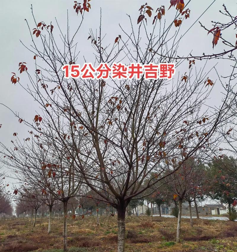 吉野樱花（辨识吉野樱花的关键标志及观赏技巧）-第1张图片-绿意生活