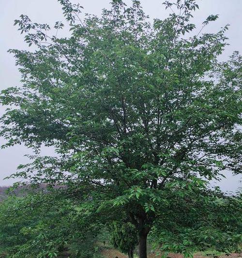 吉野樱花（辨识吉野樱花的关键标志及观赏技巧）-第2张图片-绿意生活