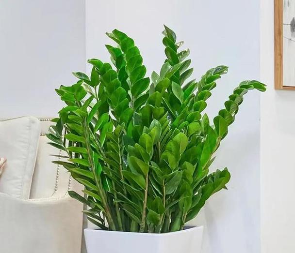 《室内养节节高，你需要知道的事情》（可养性强、观赏性佳的植物，但要注意它的毒性和喜光需求）-第2张图片-绿意生活
