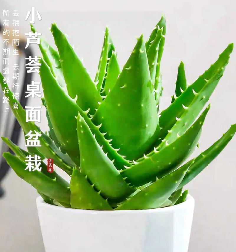 了解芦荟属于哪类植物？——揭开芦荟的神秘面纱（探寻芦荟的属名及相关知识点）-第2张图片-绿意生活