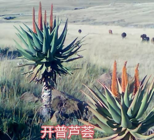 了解芦荟属于哪类植物？——揭开芦荟的神秘面纱（探寻芦荟的属名及相关知识点）-第3张图片-绿意生活