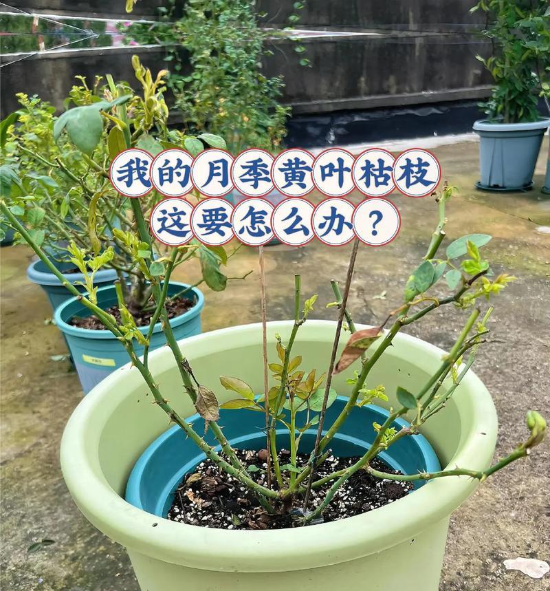 月季花根烂了怎么办（教你如何救治病态月季花根）-第1张图片-绿意生活