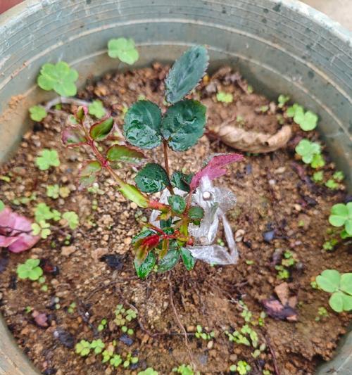 月季花根烂了怎么办（教你如何救治病态月季花根）-第2张图片-绿意生活
