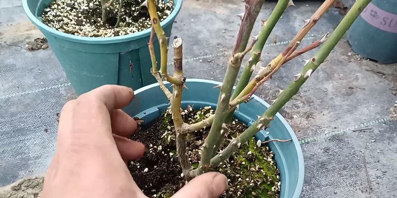月季花根烂了怎么办（教你如何救治病态月季花根）-第3张图片-绿意生活