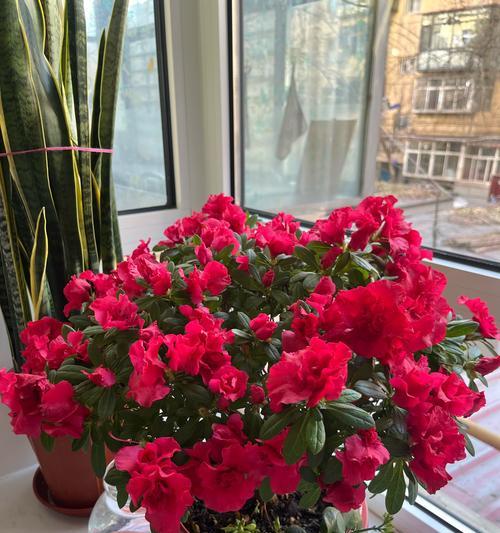 家里怎么养杜鹃花？（一起来学习杜鹃花的养护技巧吧！）-第2张图片-绿意生活