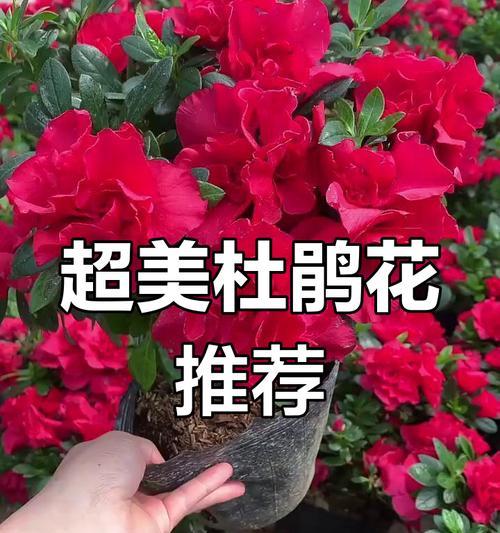 家里怎么养杜鹃花？（一起来学习杜鹃花的养护技巧吧！）-第3张图片-绿意生活