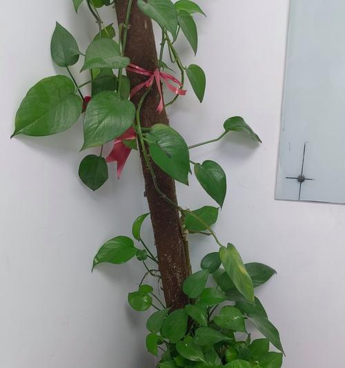 秋季移栽绿萝的养殖技巧（打造健康绿萝的关键是正确的移栽方式）-第1张图片-绿意生活